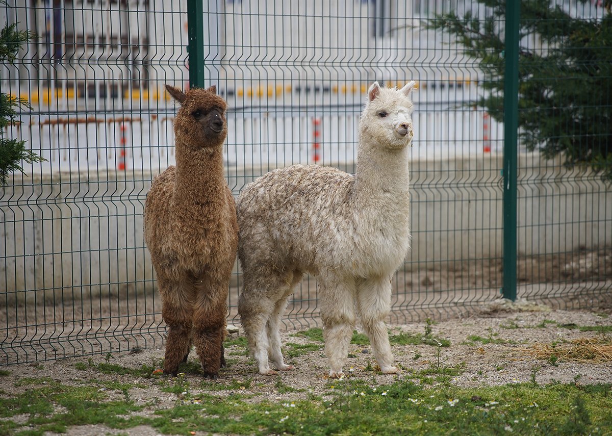 Şüphe üzerine durduruldu, içinde alpakalar çıktı
