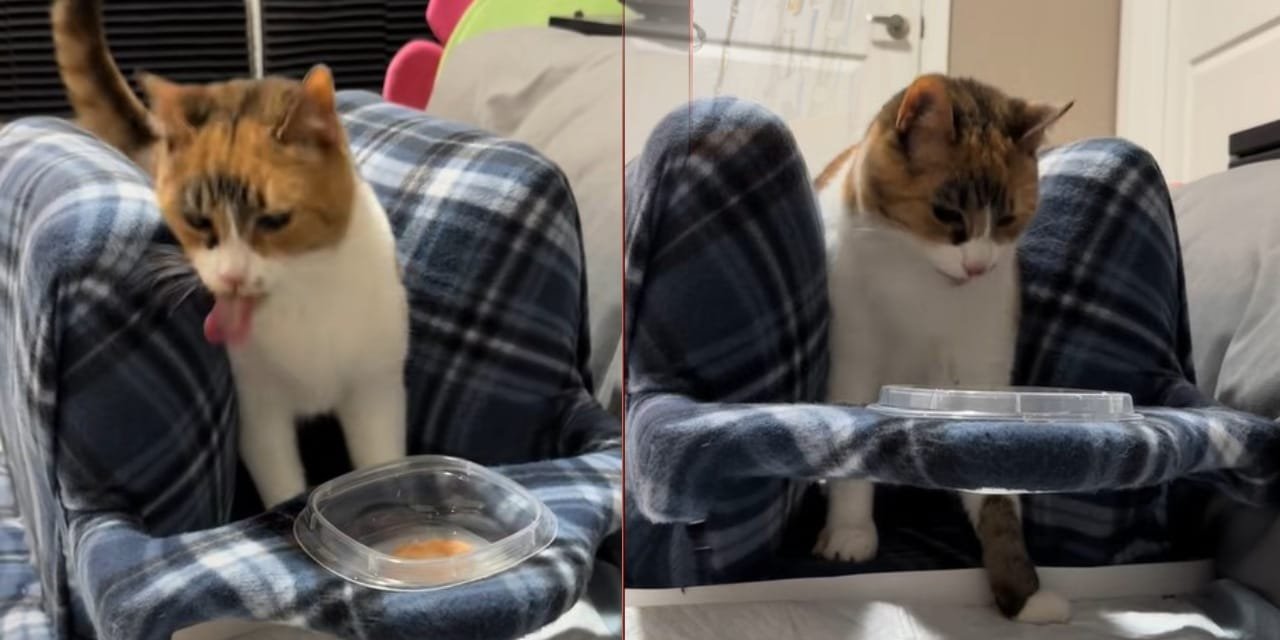 Hikayesi milyonları duygulandırdı: Engelli kediye özel beslenme standı