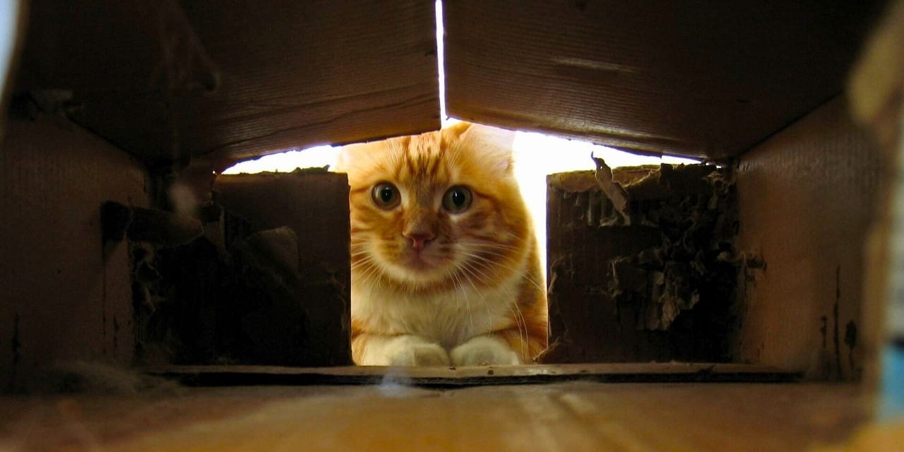 Kediler neden kutularda saklanır? Bilim açıkladı!