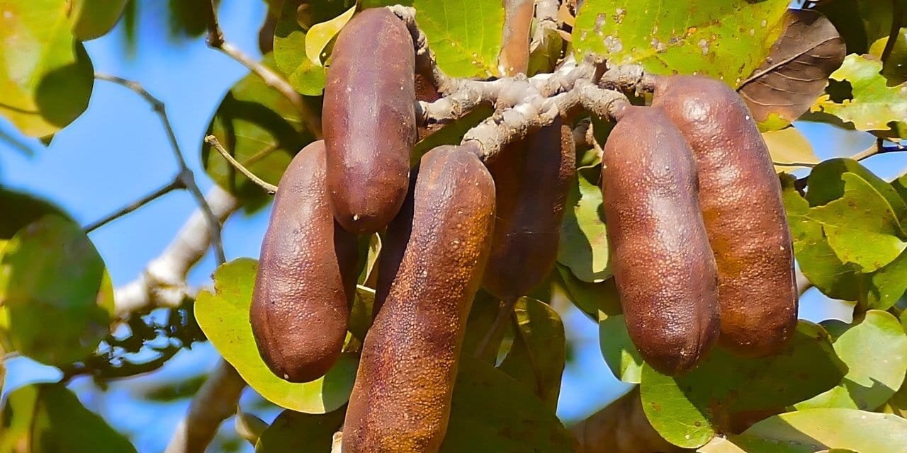 ‘Kokuşmuş parmak’ lakaplı meyve kolesterolden enfeksiyona, her derde deva