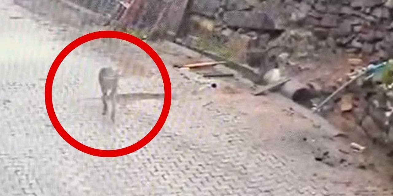 Kurt karnını doyurmak için mahalleye indi