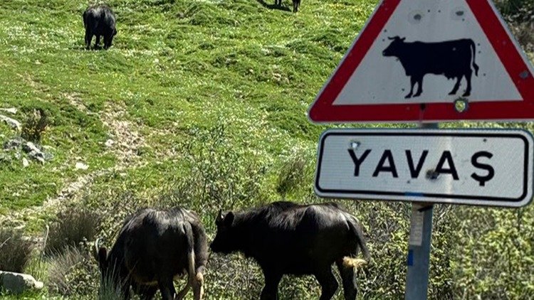 İstanbul’un siyah incileri. Meralar küçüldü, sayıları azaldı